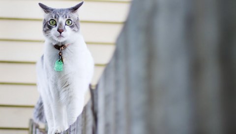 Кошка, пятнистый, прогулка, воротник, забор