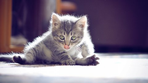 Котенок, пушистый, лизать, мыть, свет