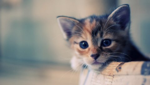 Котенок, пятнистый, морда, дорогая, ждет