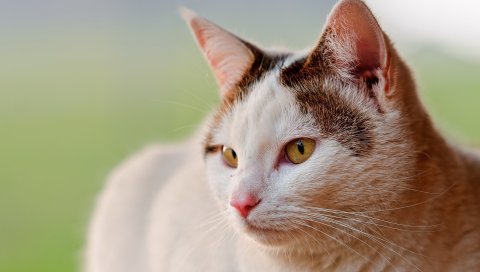 Кошка, пятнистый, глаза, лицо