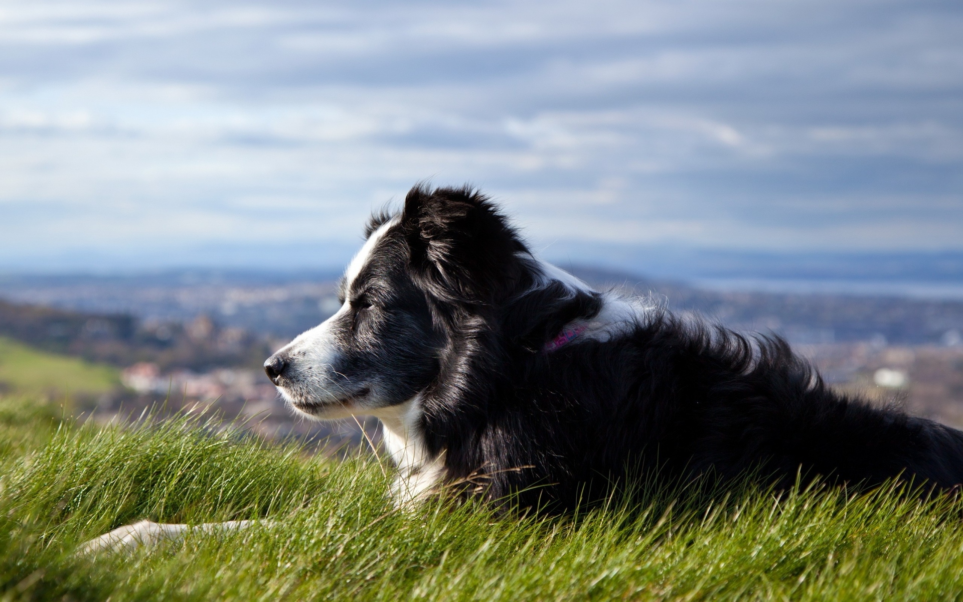 Картинки Собака, трава, лежа, ожидая фото и обои на рабочий стол