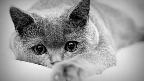 Кошка, лицо, глаза, лапы, черный белый