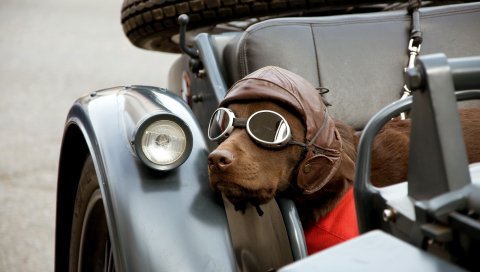 Собака, автомобиль, солнцезащитные очки, шляпа