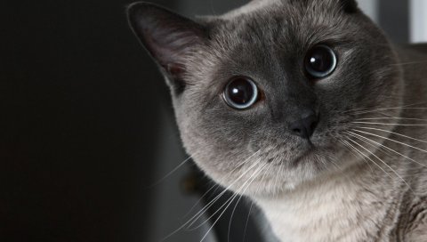 Кошка, лицо, глаза, тень, черный белый