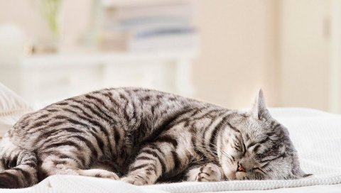 Кошка, полосатая, жирная, ложь