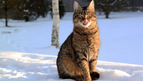 Кошка, лицо, полосатый, язык, лизать, снег, зима