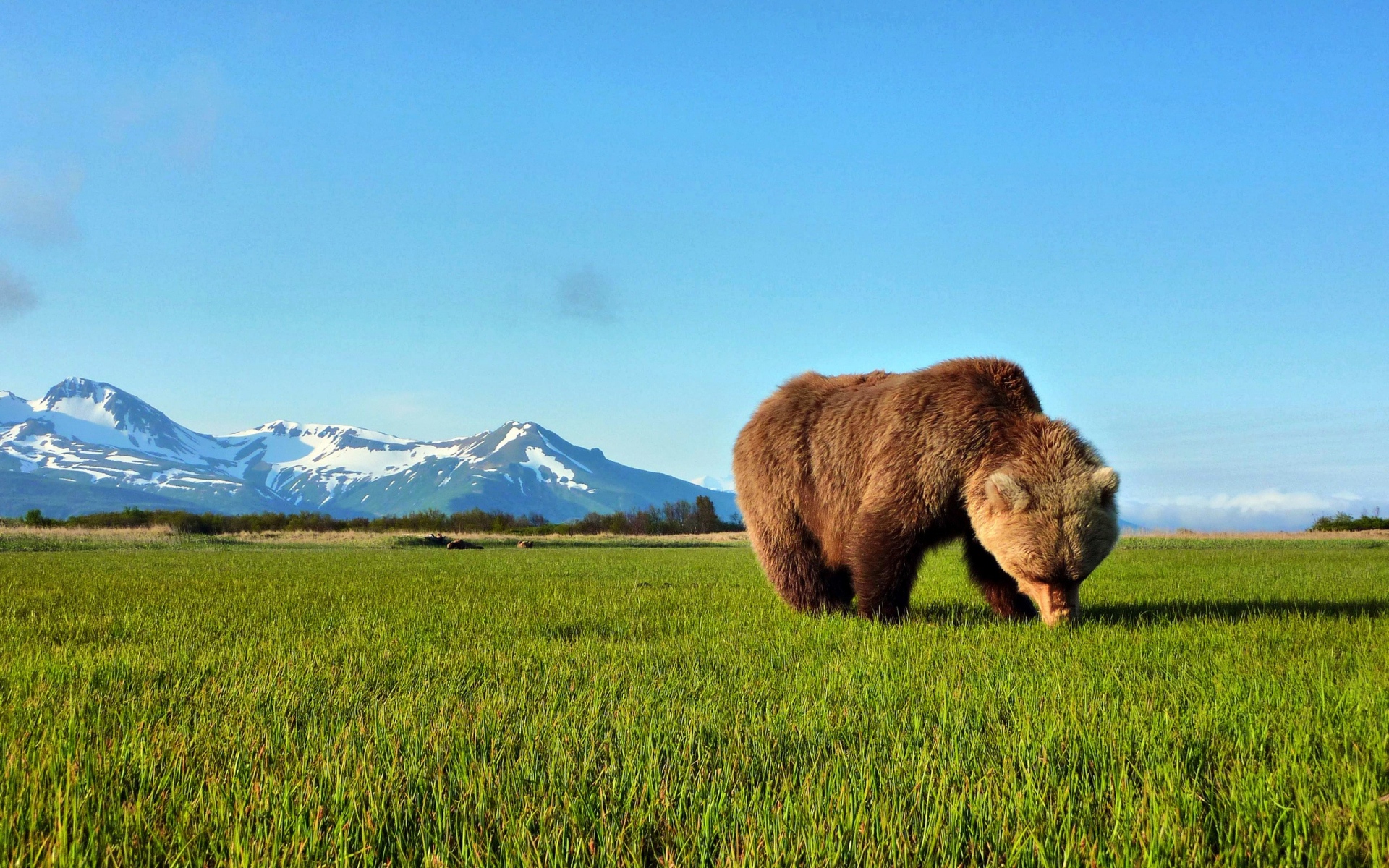 Картинки Медведь, прогулка, трава, коричневый фото и обои на рабочий стол