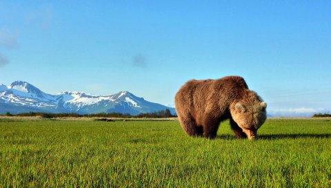 Медведь, прогулка, трава, коричневый