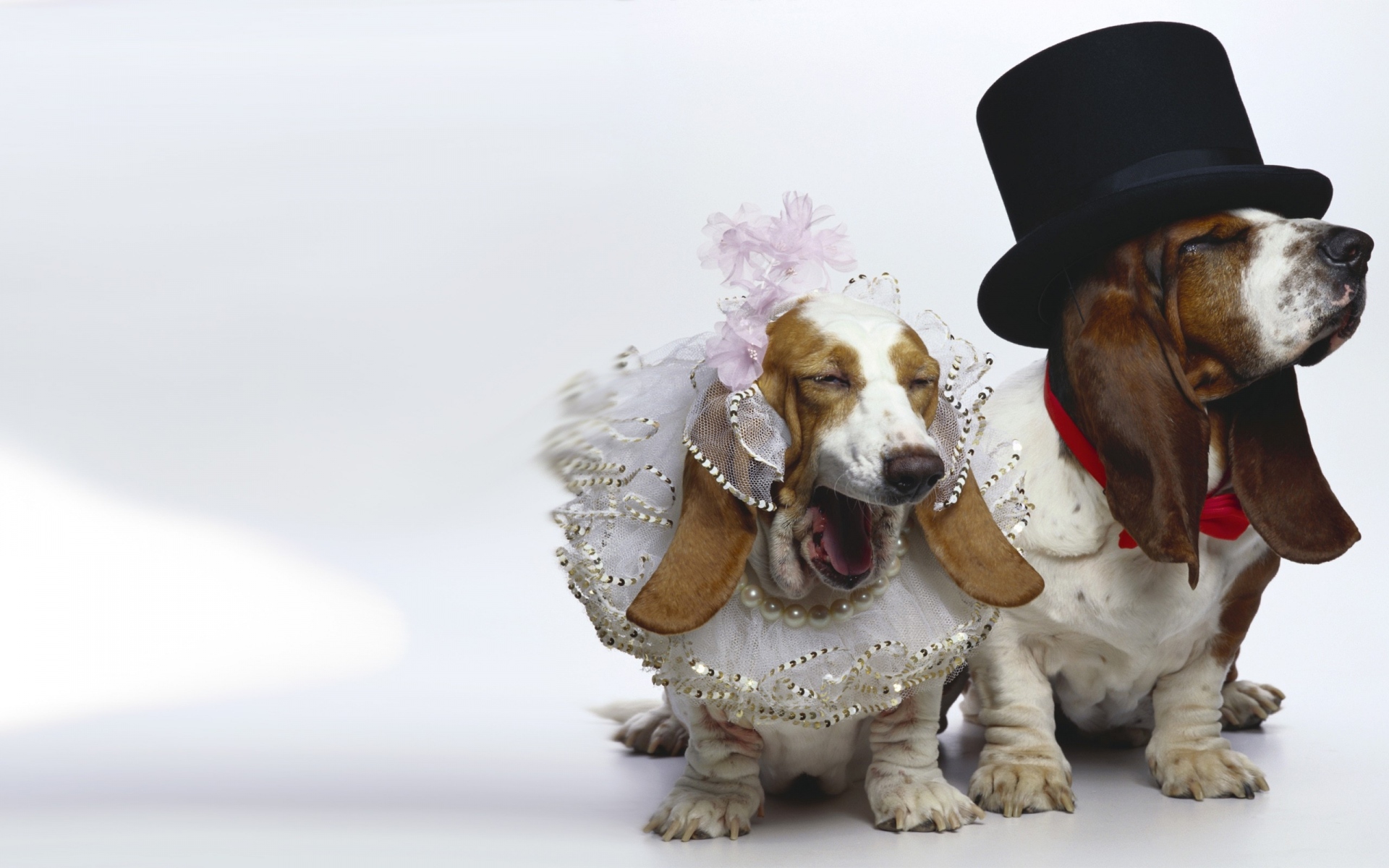 Картинки Собаки, свадьба, смешные, наряды фото и обои на рабочий стол