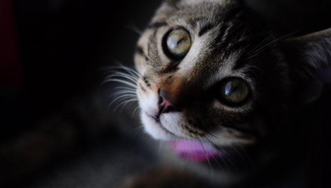Кошка, полосатый, морда, глаза, крупный план