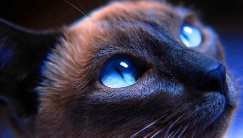 Кошка, морда, голубоглазый, сиамский, крупный план