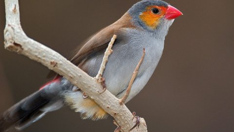 Птица, ветка, счет