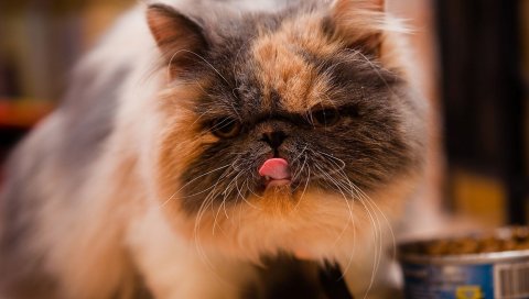 Котенок, пятнистый, язык, еда, родословная