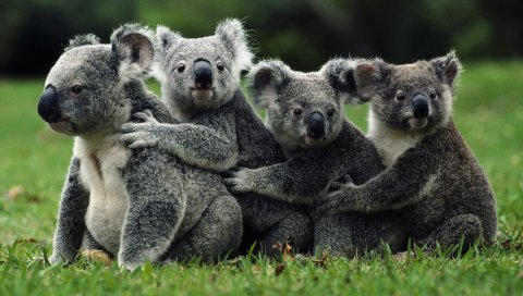 Коалы, толпа, животные, дикие