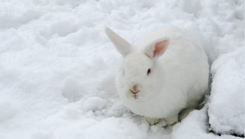 Заяц, снег, зима, камуфляж