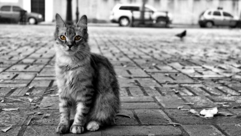 Кошка, дорога, город, бездомный, пушистый, черный белый