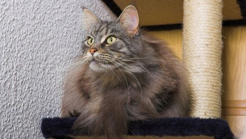 Кошка, пушистая, хвост, ожидание