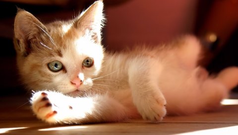 Котенок, свет, тень, ложь