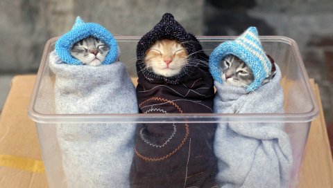 Котята, забота, тепло, одежда