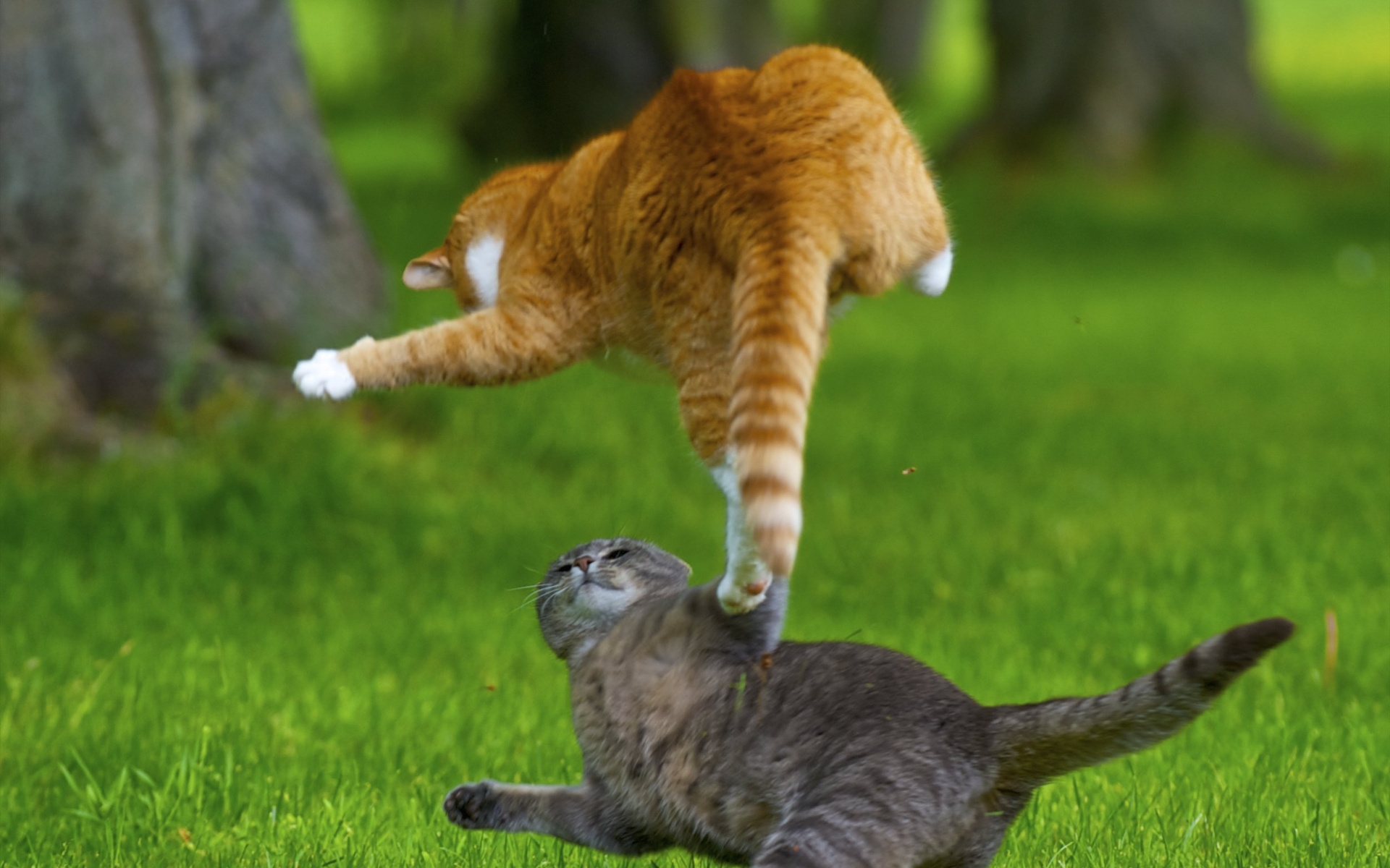 Картинки Кошки, котята, игривая, борьба, трава, луг фото и обои на рабочий стол