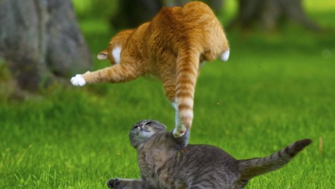 Кошки, котята, игривая, борьба, трава, луг