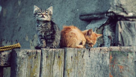 Котята, пара, пень, игривый