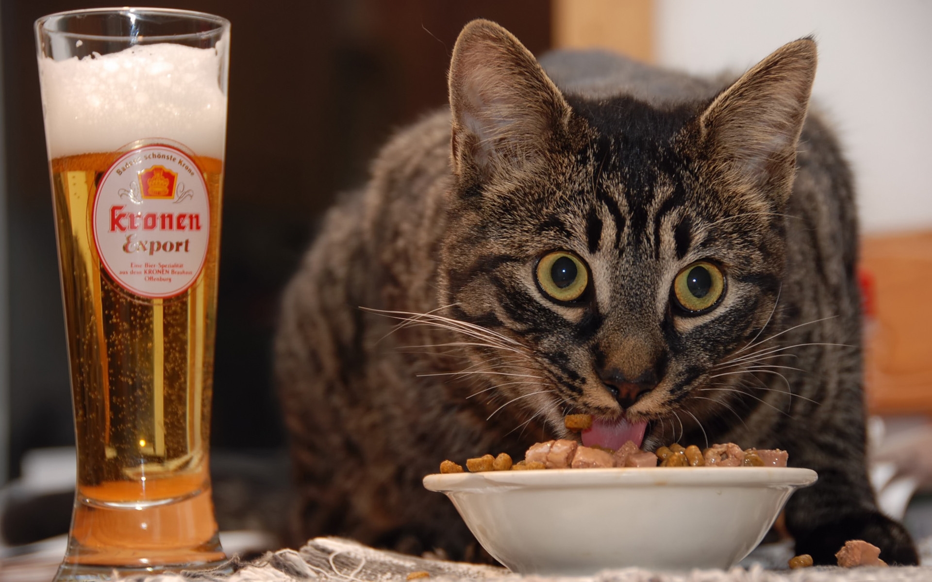 Картинки Кошка, лицо, удивительно, пиво, еда фото и обои на рабочий стол