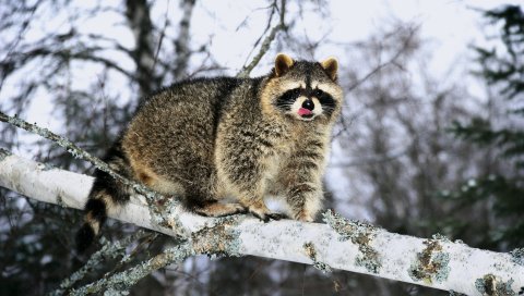 Енот, ветка, снег, подъем