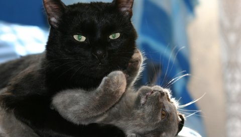 Кошка, котенок, пара, пушистая, темная