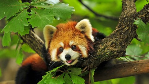 Красная панда, дерево, листья