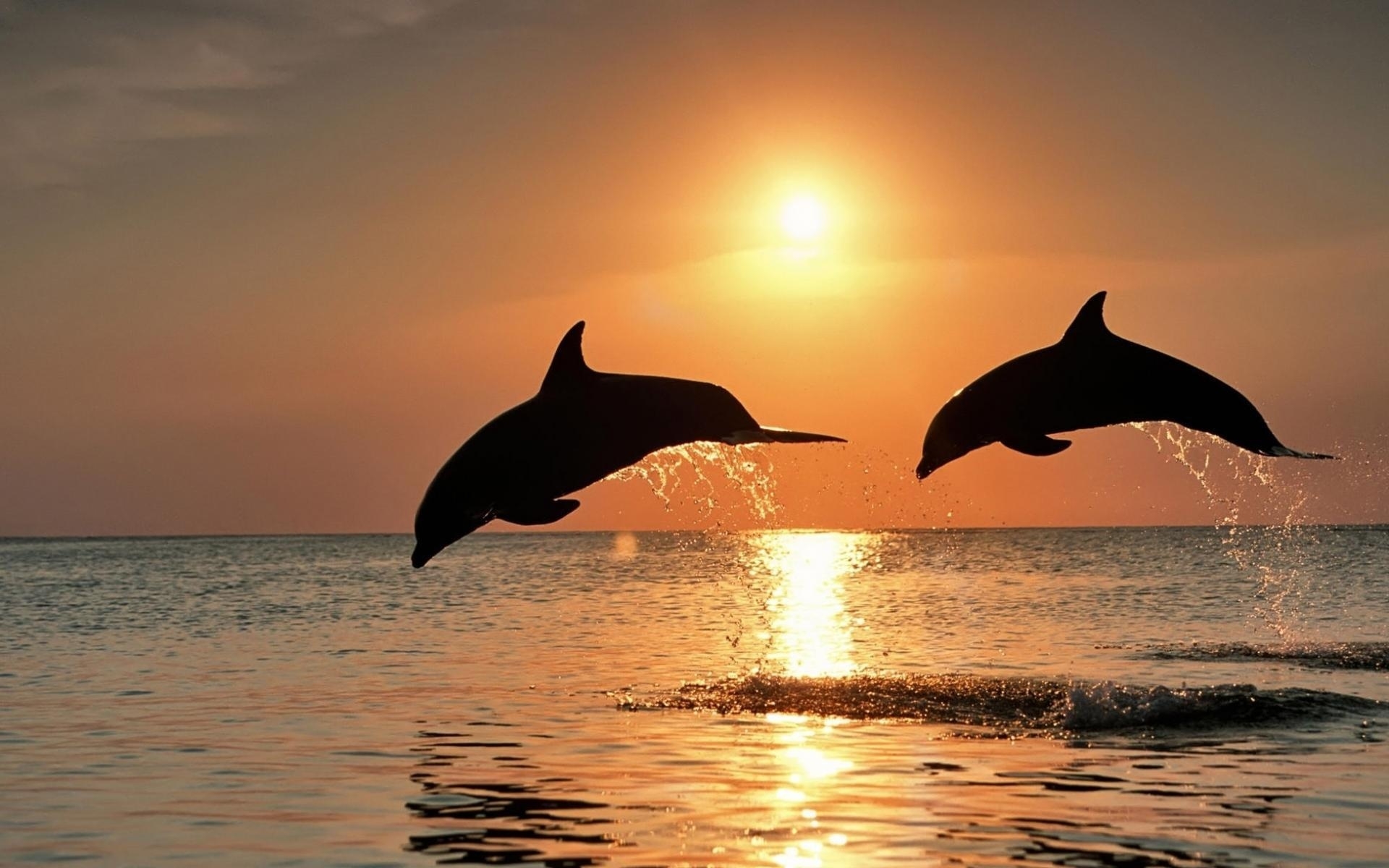 Картинки Дельфины, прыгать, пара, закат, море фото и обои на рабочий стол