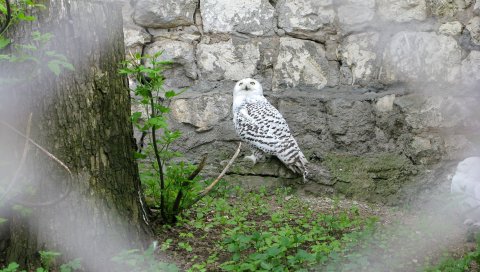 Сова, трава, скалы, птица, хищник