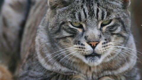 Кошка, лицо, полосатый, взгляд, крупный план