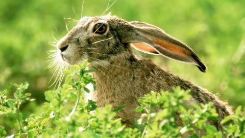 Кролик, трава, лицо, уши, свет