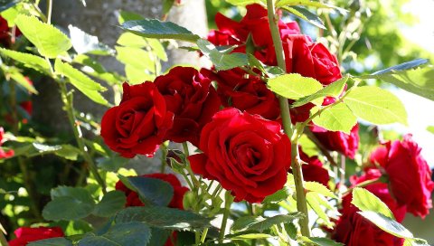 Розы, кустарник, сад, свет, настроение