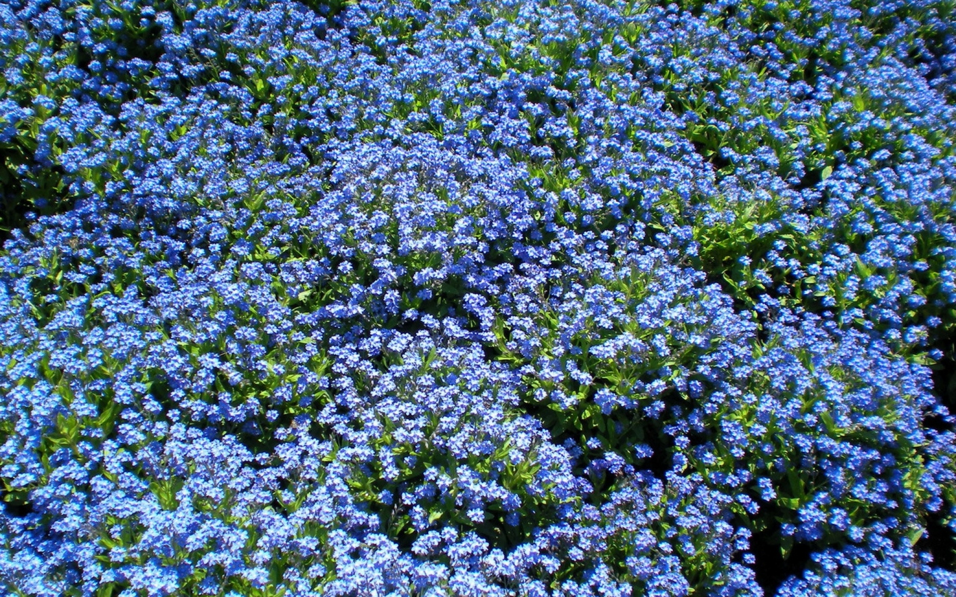 Синие цветы незабудки скачать