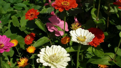 Zinnias, petunia, клумба, зеленый, солнечный