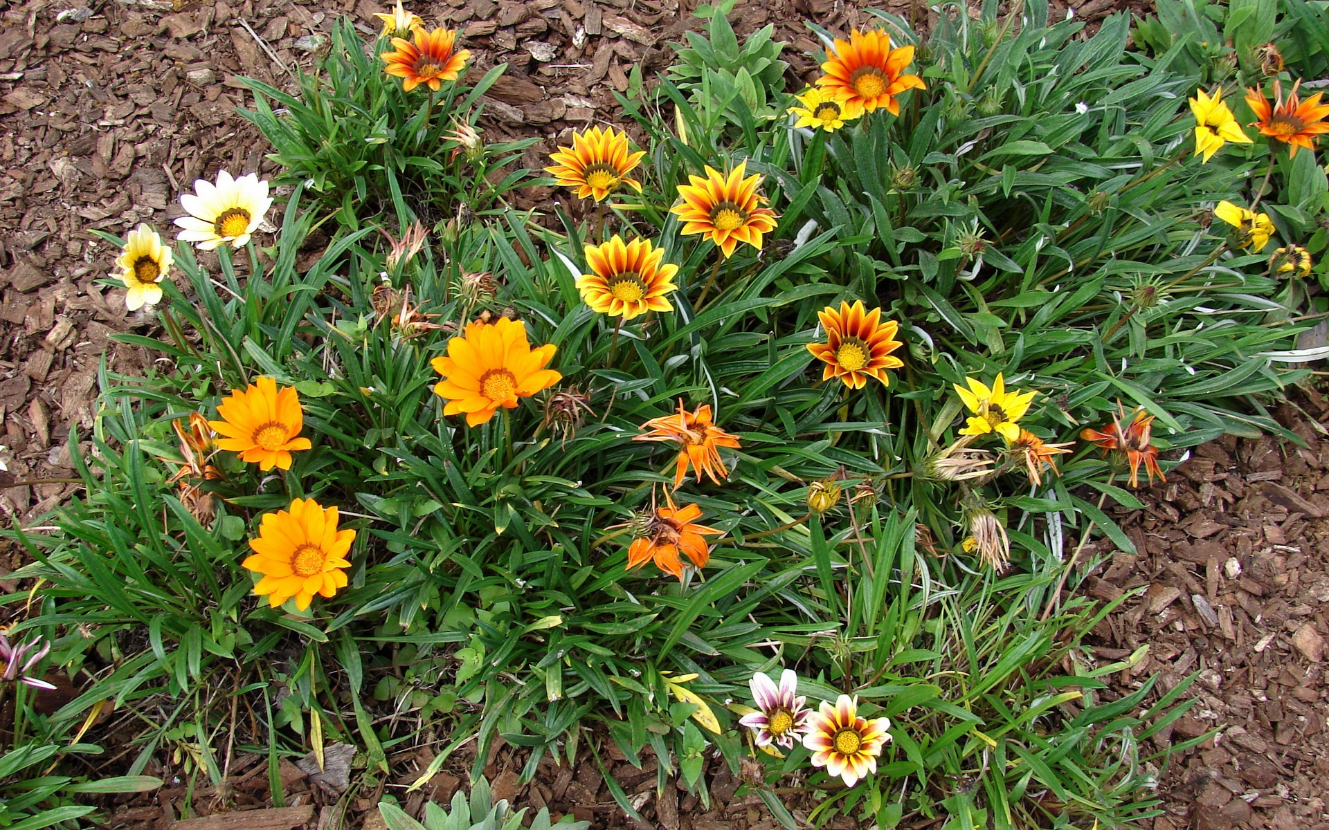 Gazania rigens