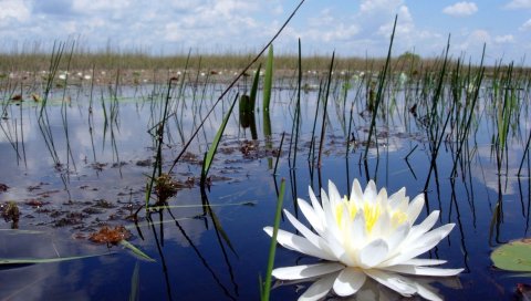 Лилия, болото, камыши, вода, небо, облака