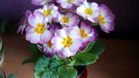 Примула, цветок, листья, горшок, крытый