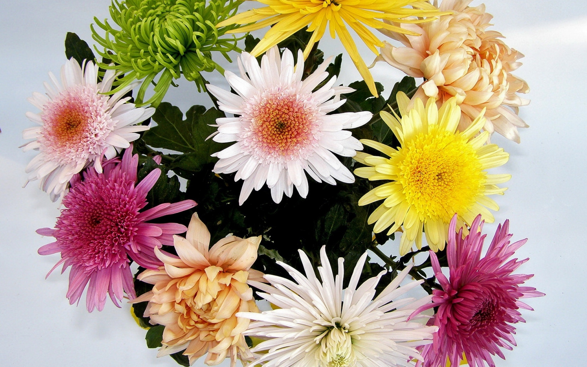 Картинки Хризантемы, цветы, букет, яркие, разные фото и обои на рабочий стол