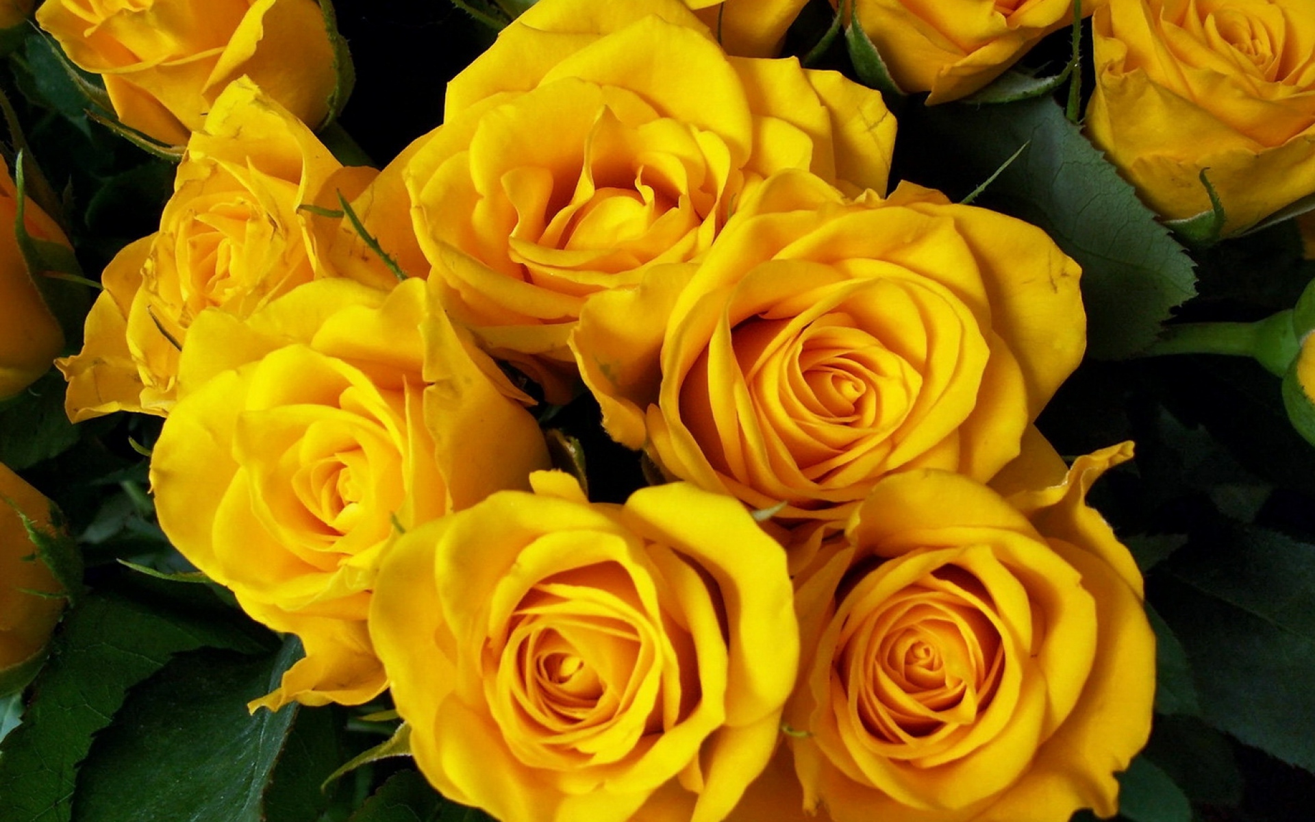 Большой красивый букет желтых роз
