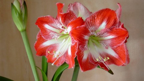 Амариллис, цветы, бутон, тычинки