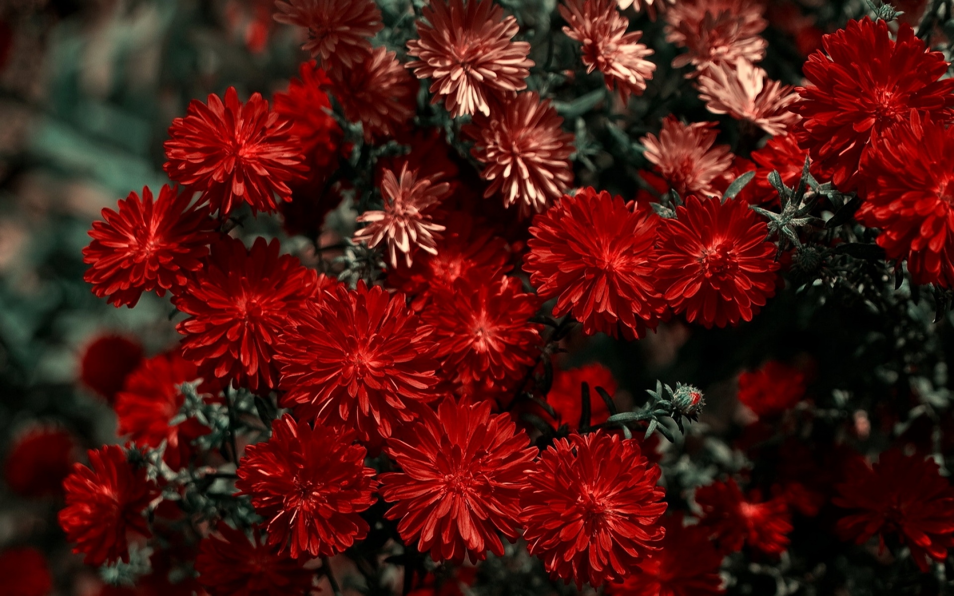 Хризантемы Темно Красные