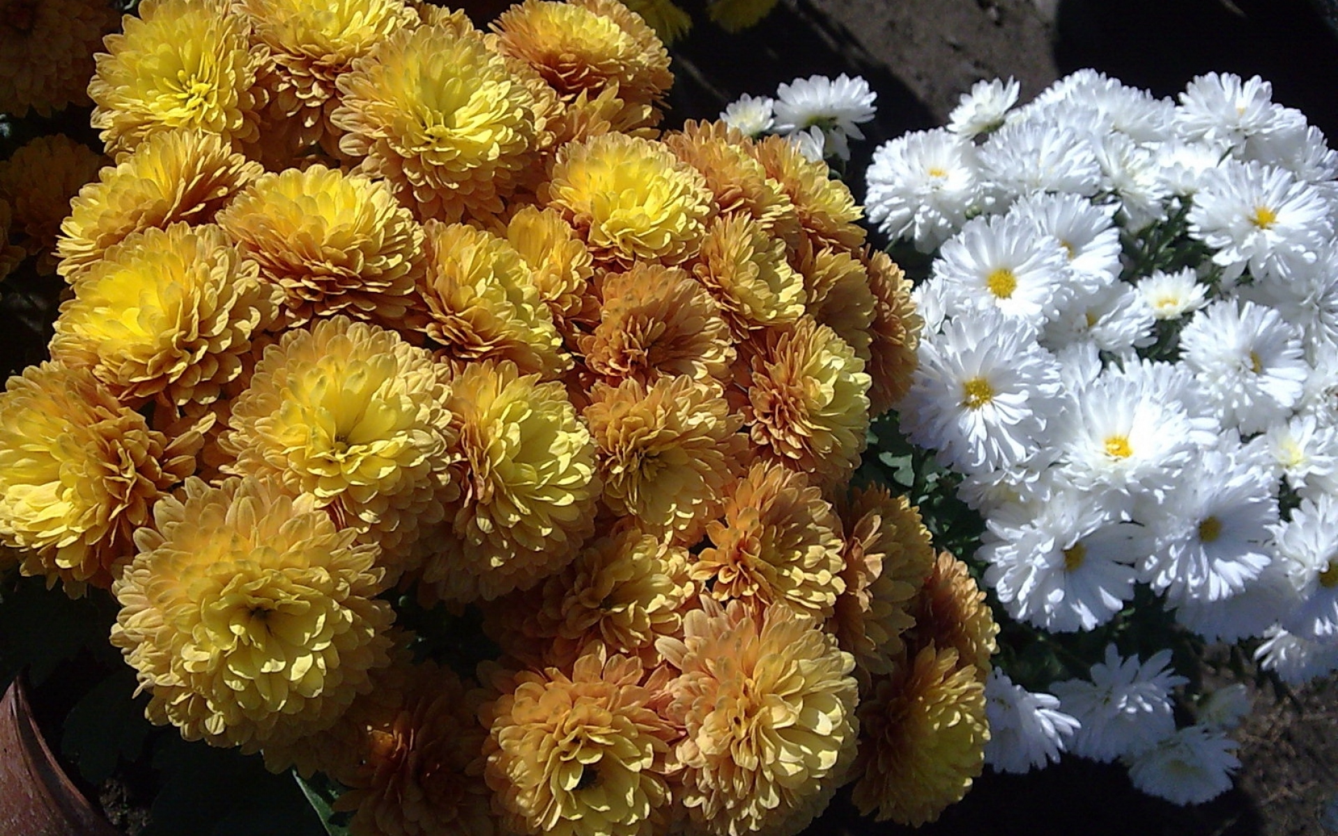 Картинки Хризантемы, цветы, белый, желтый фото и обои на рабочий стол