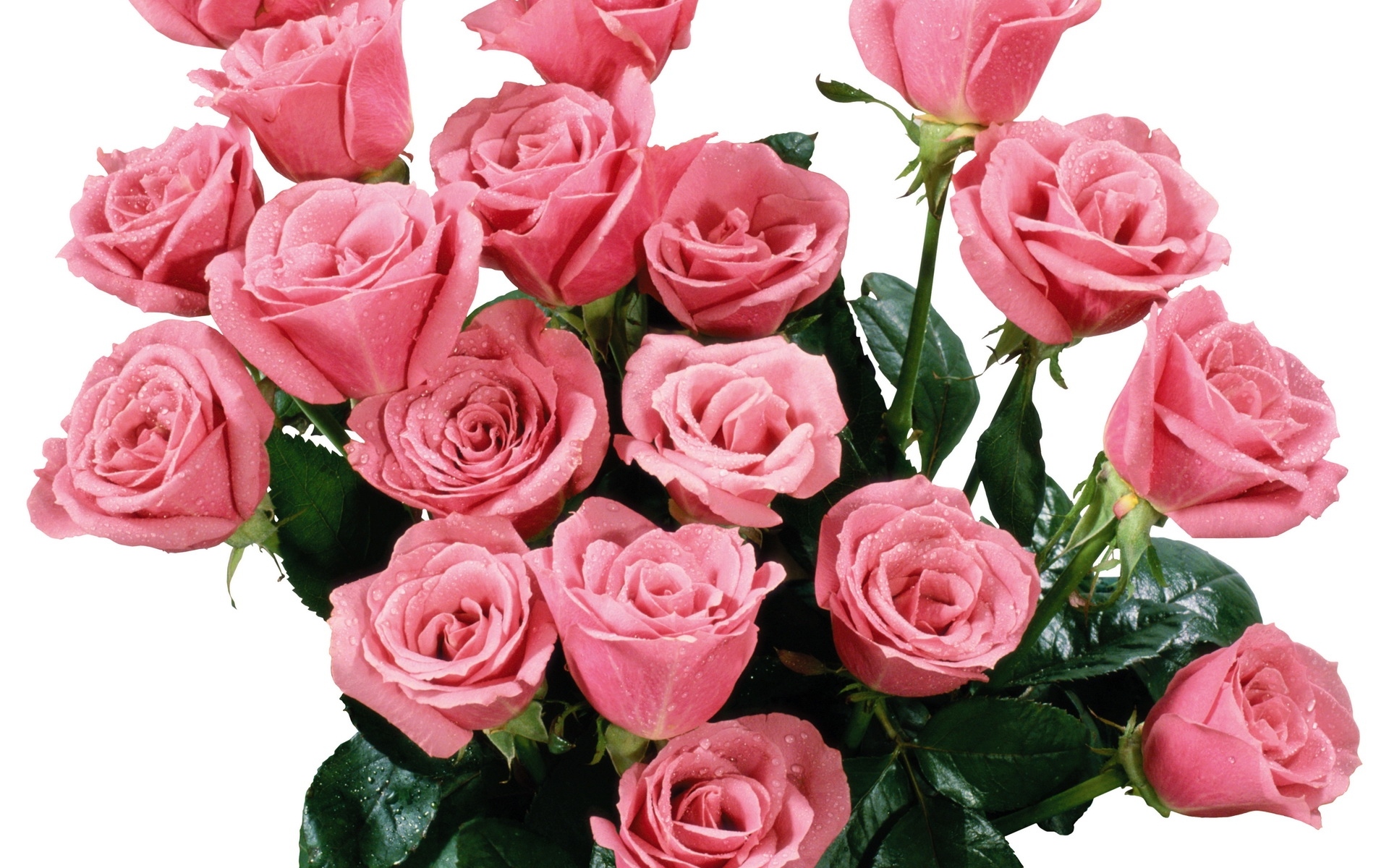 Картинки Розы, букет, розовый, капля, свежесть фото и обои на рабочий стол