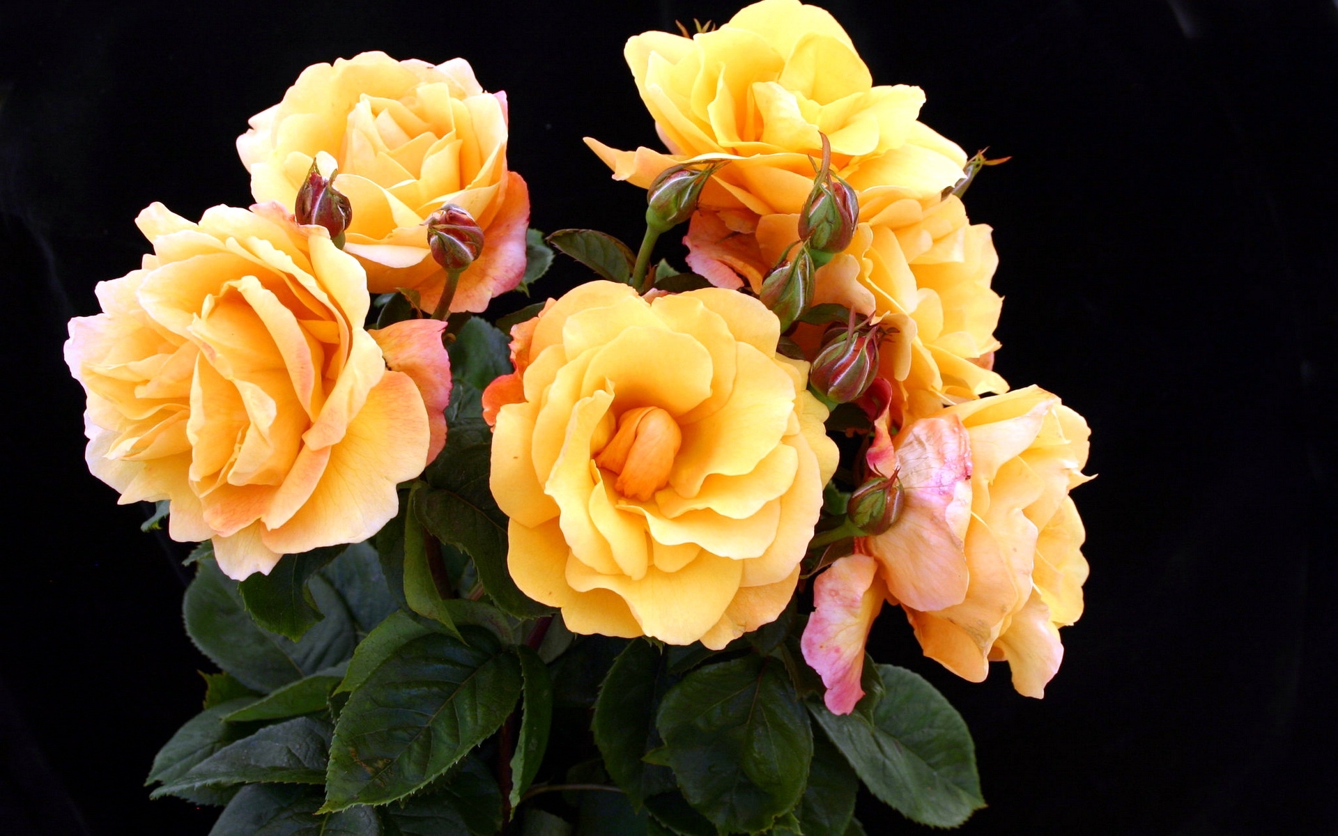Картинки Розы, желтый, цветок, фон фото и обои на рабочий стол