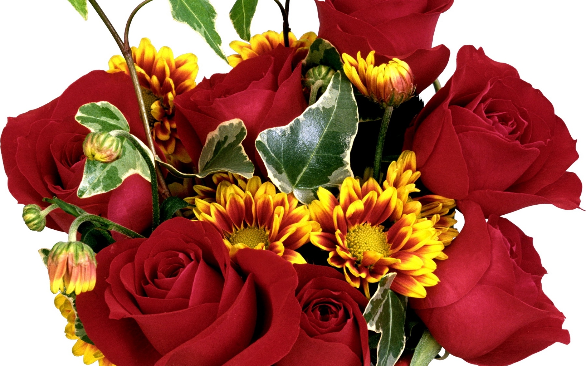 Картинки Роза, хризантема, цветок, вместимость фото и обои на рабочий стол