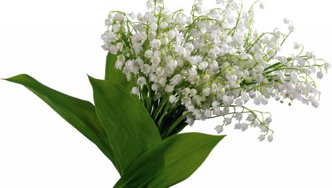 Лилии долины, цветы, колокольчики, весна, букет