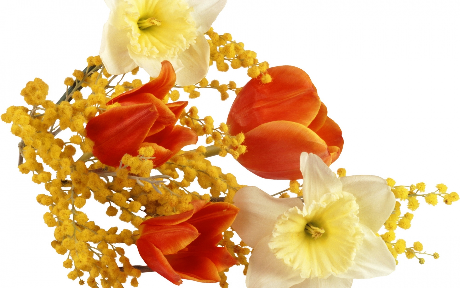 Картинки Нарциссы, тюльпаны, цветок мимозы, весна фото и обои на рабочий стол